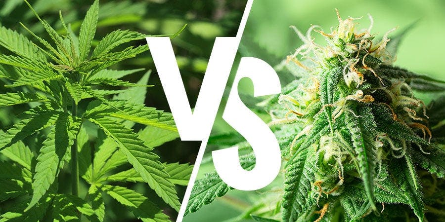 From Sativa to Indica: A Beginner's Guide to Understanding Cannabis Strains