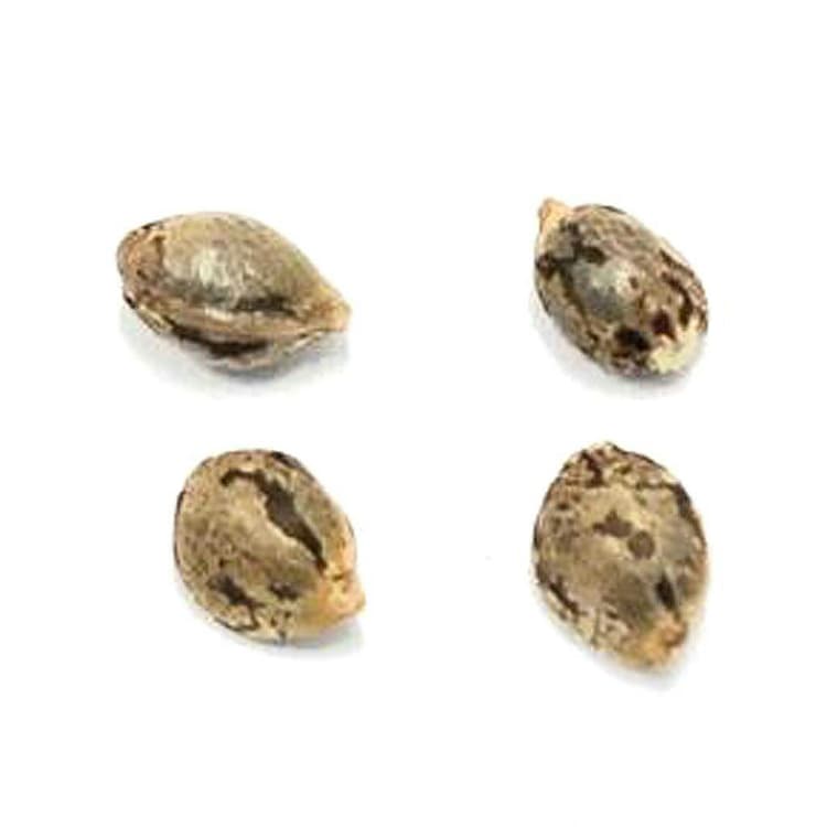 Pristine - Lillooet Landrace Seeds - 4 Pack - Seeds