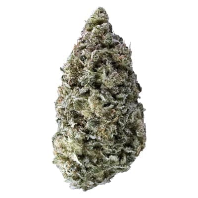 Tantalus - Sky Pilot - - Dried Flower