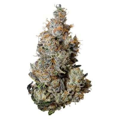 Tribal - Triple Burger - - Dried Flower