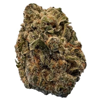 Versus - BC Purple Kush - - Dried Flower