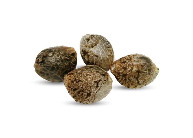Cherry Head Seeds | 4-pack