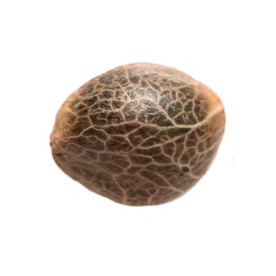 34 Street Seed Co. - Garlic Cookies Seeds (Feminized) - 5 Pack - Seeds
