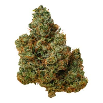 Pecko - Certified Organic Mmmosa Evo - - Dried Flower