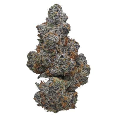 Potluck - Apple Fritter - - Dried Flower