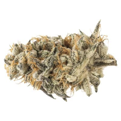 Melt - Megawatt Mango - - Dried Flower