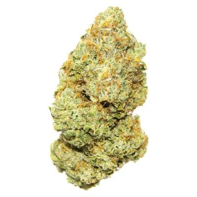 Palmetto - Sweet Deep Grapefruit - - Dried Flower
