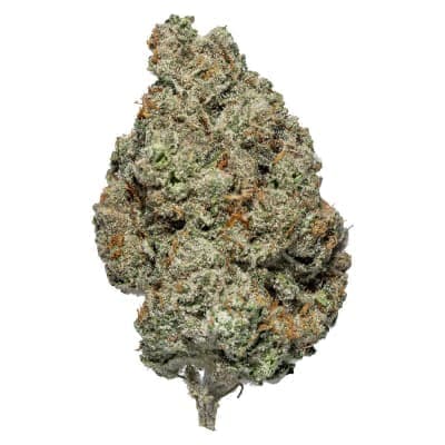 Carmel - Flamingo - - Dried Flower