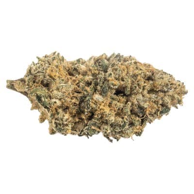 Melt - Purple Pump - - Dried Flower