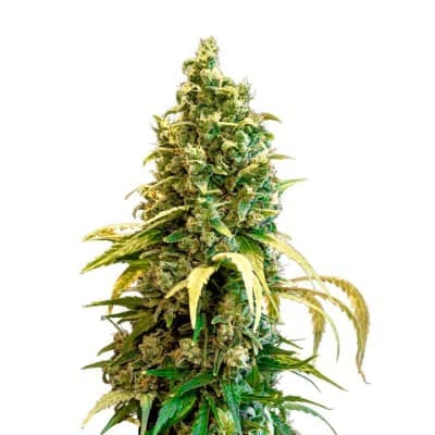 34 Street Seed Co. - Acapulco Gold Feminized Seeds - 5 Pack - Seeds