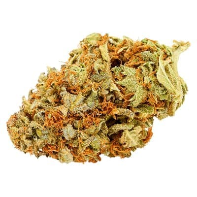 Divvy - Papaya Power - - Dried Flower