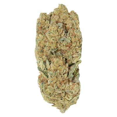 Redecan - Frosted Animal Cake - - Dried Flower