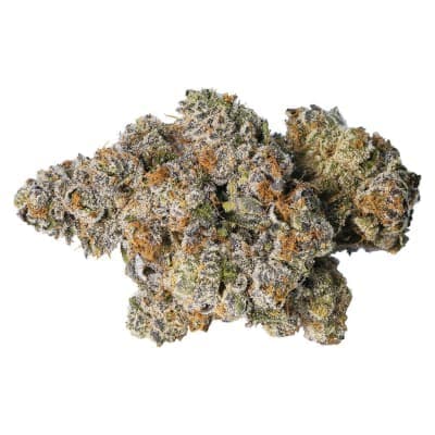 LOT420 - Gelato 33 - - Dried Flower