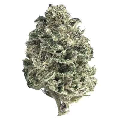 Tantalus - Mai Tai x Zero Gravity - - Dried Flower