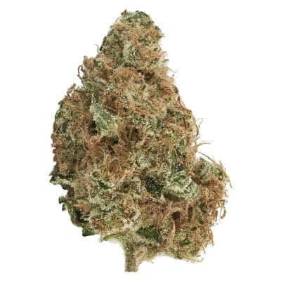 Bud Lafleur - Mymosa - - Dried Flower