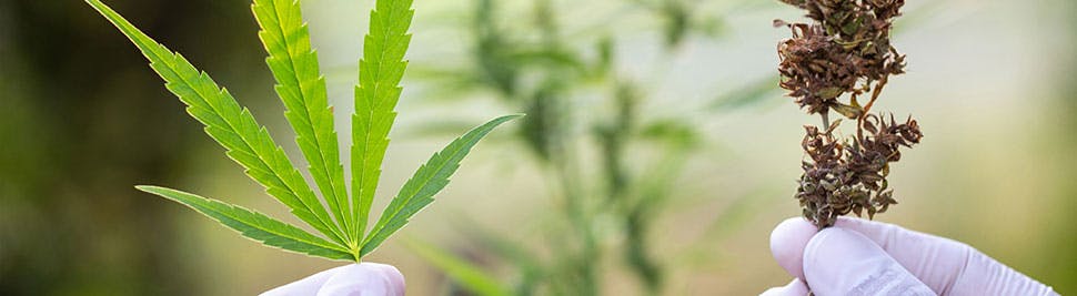 Cannabis 101: Understanding the Plant, Its Effects, and Its Uses