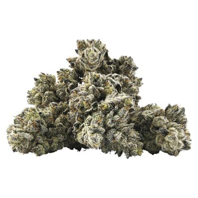 BC Black - Blueberry Frost - - Dried Flower